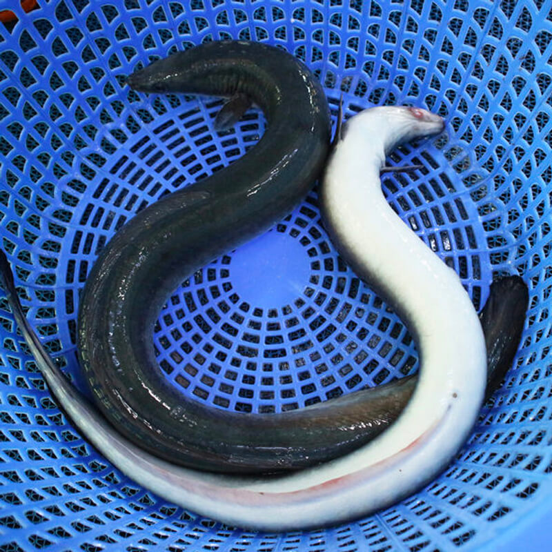 Cá chình tươi sống