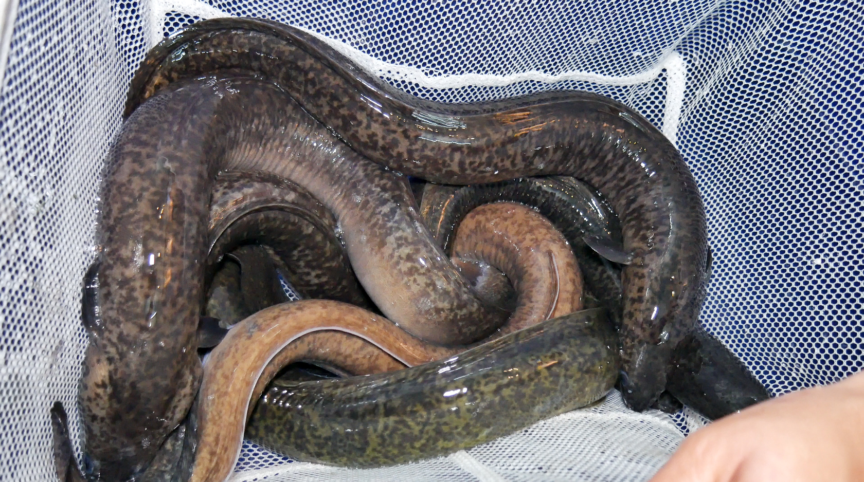 Giới thiệu 3